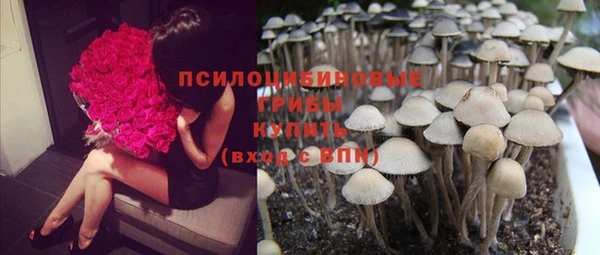 стаф Алзамай